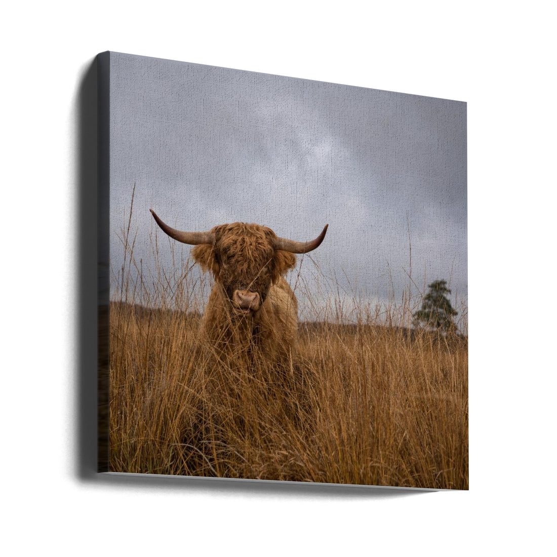 It wasn't me by Gert Van Den Bosch | Highland Cow Countryside, Large Canvas Wall Art Print | Artsy Earth