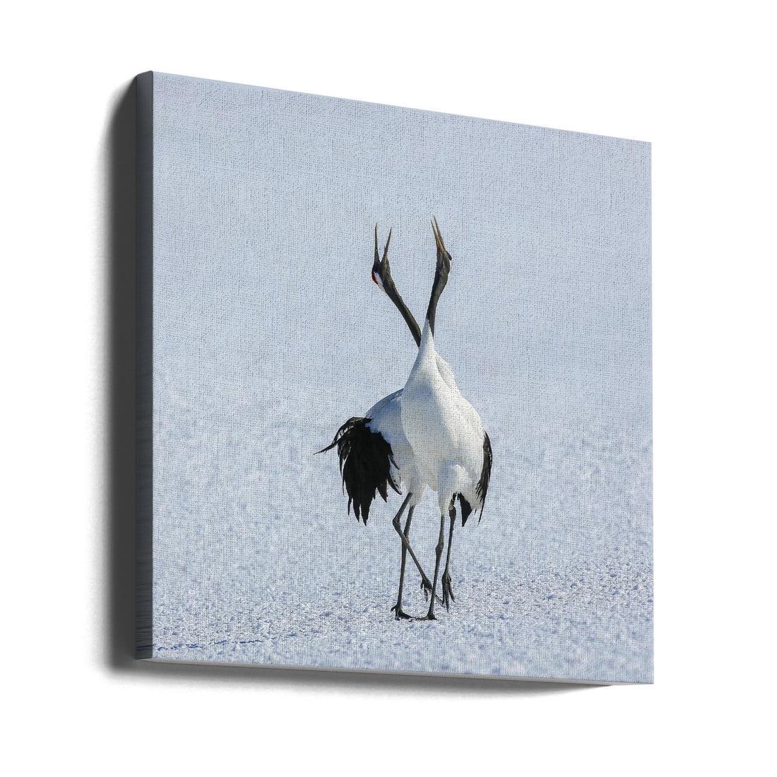 Dancing Cranes Love by Raymond Ren Rong Liu | Wildlife Romance Nature, Large Canvas Wall Art Print | Artsy Earth