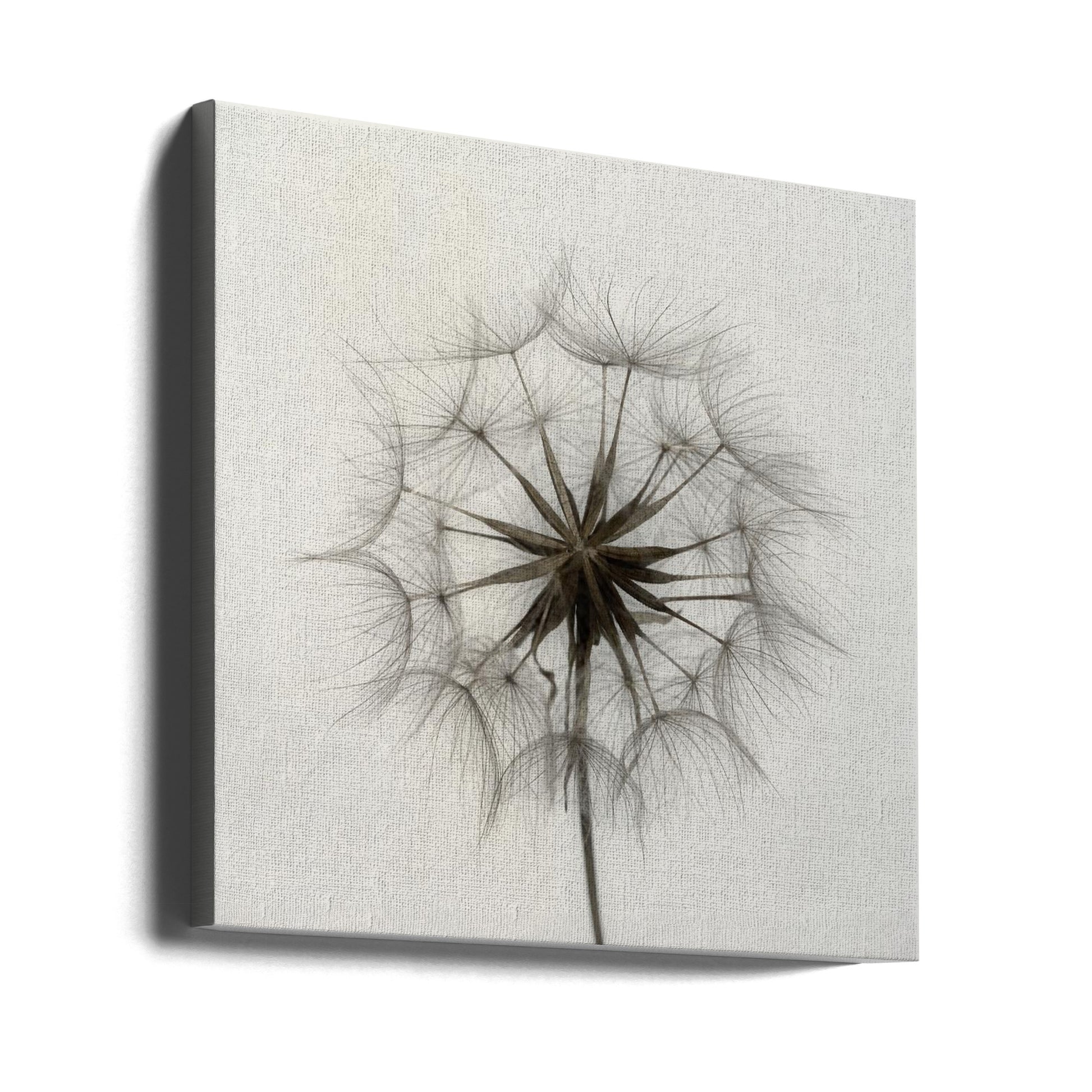 Dandelion Seeds by Lotte Grønkjær | Minimalist Botanical Macro, Large Canvas Wall Art Print | Artsy Earth