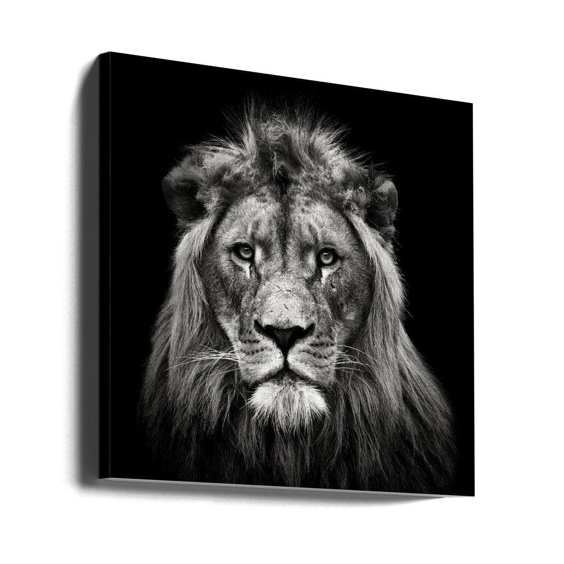 Young Male Lion by Christian Meermann | Dark Lion Portrait, Large Canvas Wall Art Print | Artsy Earth