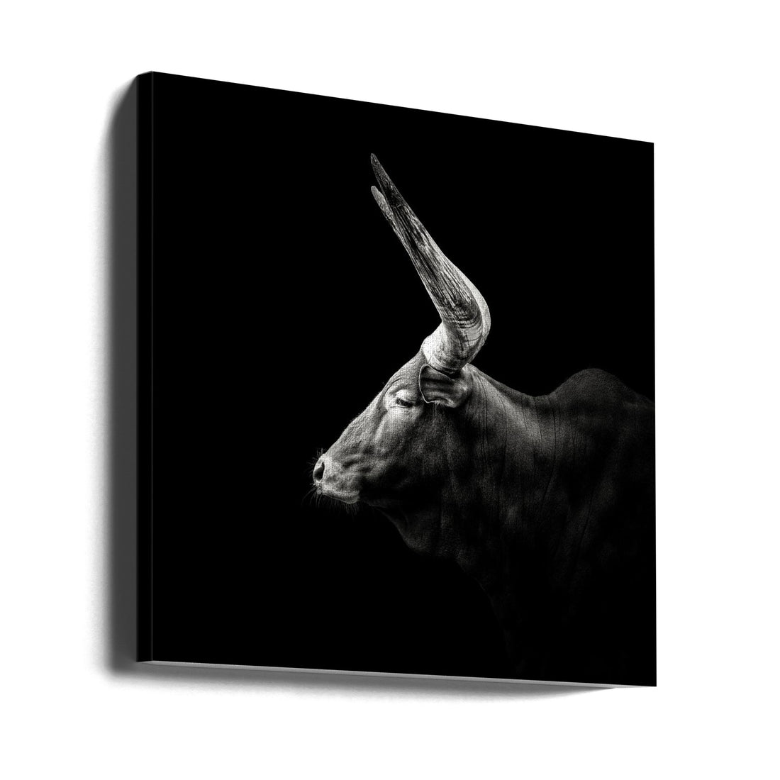 Watusi Cattle by Christian Meermann | Monochrome Farm Animal, Large Canvas Wall Art Print | Artsy Earth