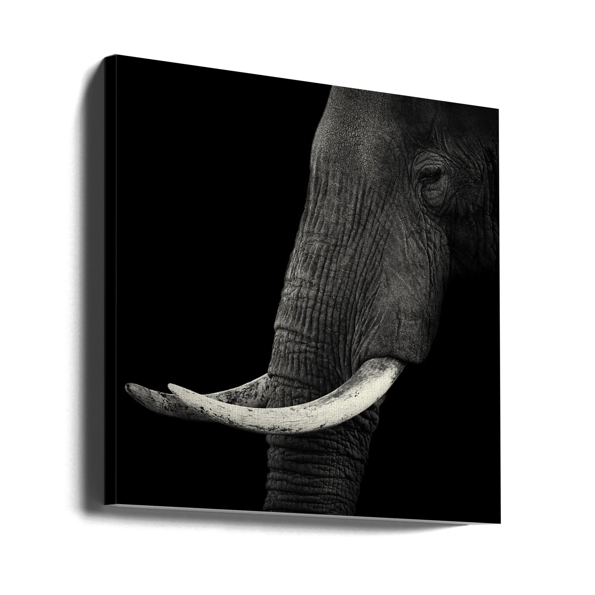 Elephant Profile by Hannes Bertsch | Dark Monochrome Animal, Large Canvas Wall Art Print | Artsy Earth