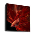 Red Fire Bettafish by Antonyus Bunjamin (abe) | Red Fighting Fish, Large Canvas Wall Art Print | Artsy Earth