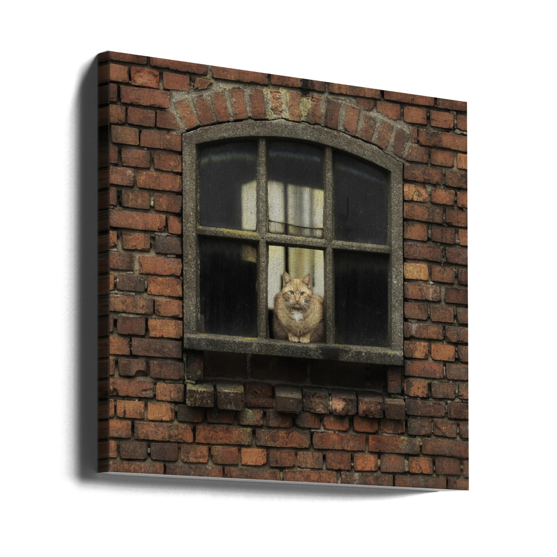 Rural Cat Watch by Daan De Vos | Old Farmhouse Window, Large Canvas Wall Art Print | Artsy Earth