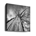 Heart of a Tree by Tomas Frolec | Black White Forest, Large Canvas Wall Art Print | Artsy Earth