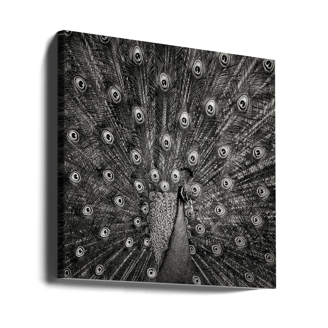 Peacock Feathers by Christian Meermann | Black And White Bird, Large Canvas Wall Art Print | Artsy Earth