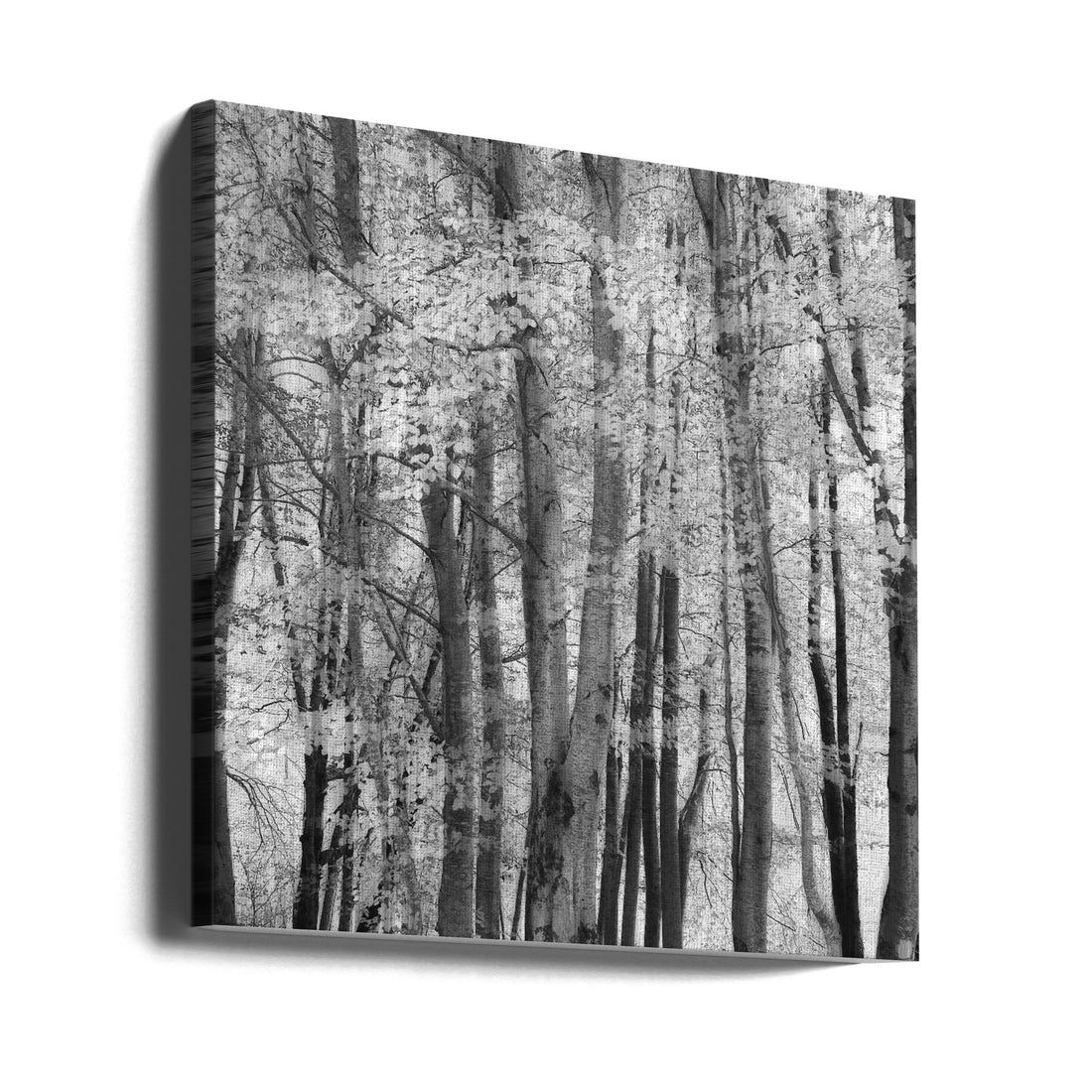 Forest Trees Art by Piero Consoli | Black White Forest, Large Canvas Wall Art Print | Artsy Earth