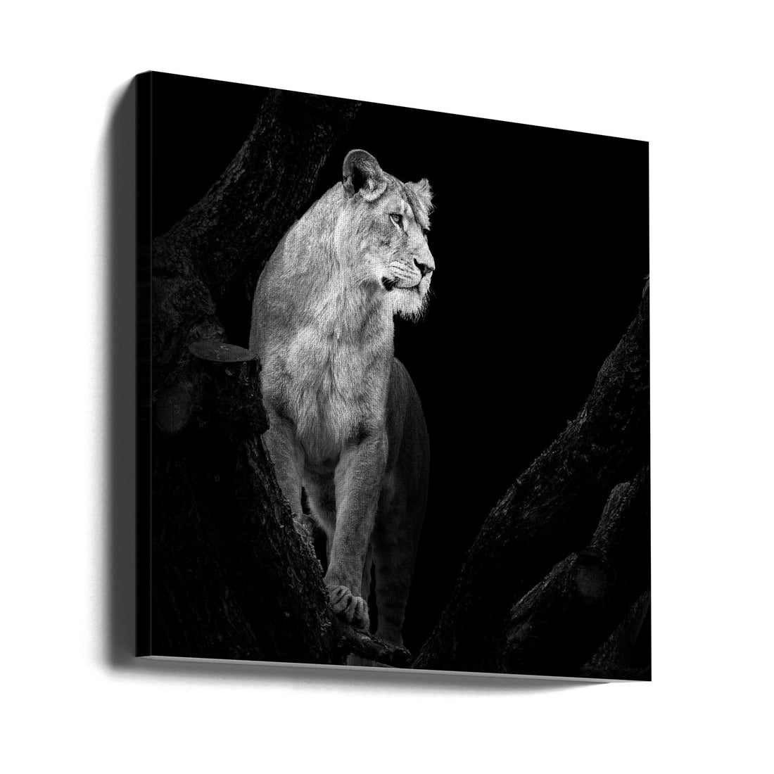 Lioness Portrait by Christian Meermann | Black And White Lion, Large Canvas Wall Art Print | Artsy Earth