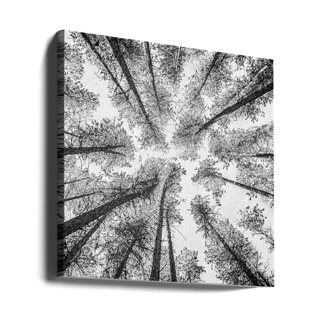 Tree Etching 002 by Rob Darby | Black White Forest, Large Canvas Wall Art Print | Artsy Earth