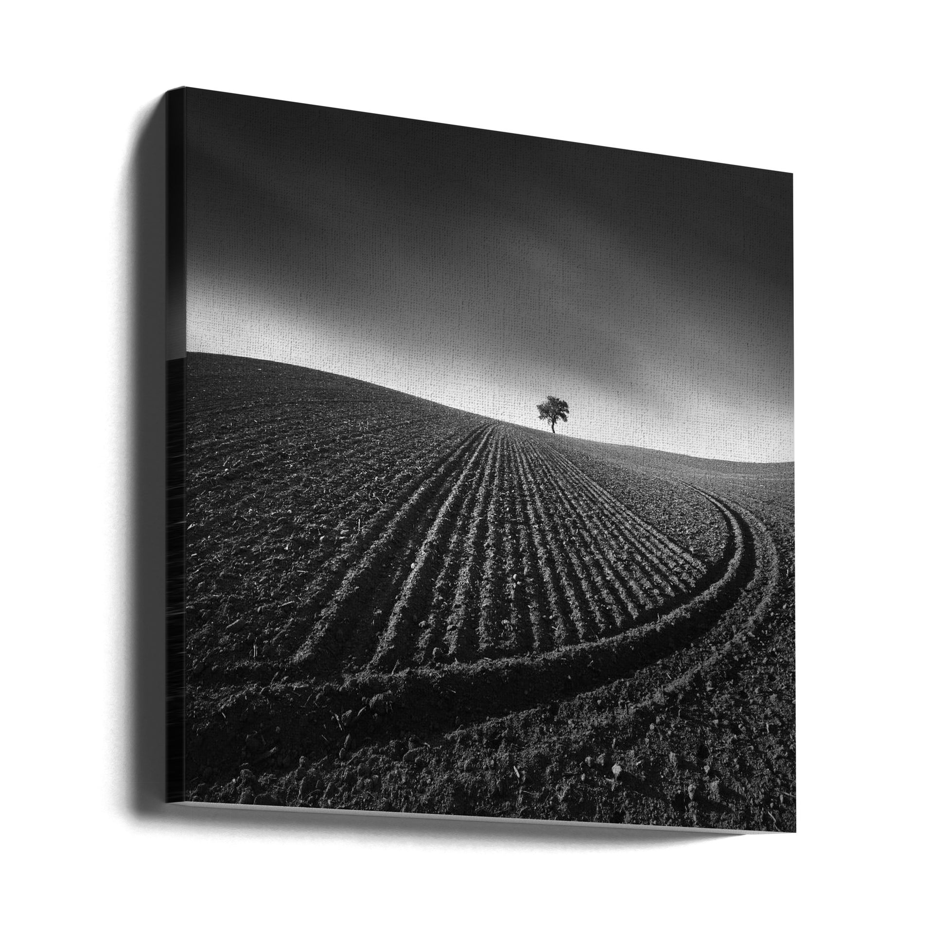 Rural Tree Field by Tomas Tison | Minimalist Landscape Photography, Large Canvas Wall Art Print | Artsy Earth