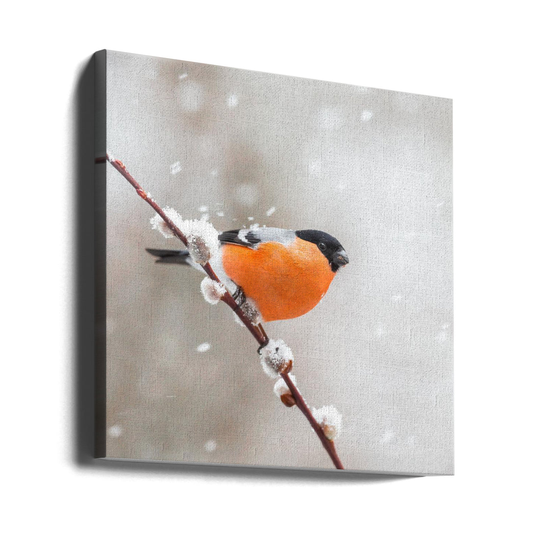 Bullfinch in a snowstorm. by Annie Keizer | Winter Wildlife, Large Canvas Wall Art Print | Artsy Earth