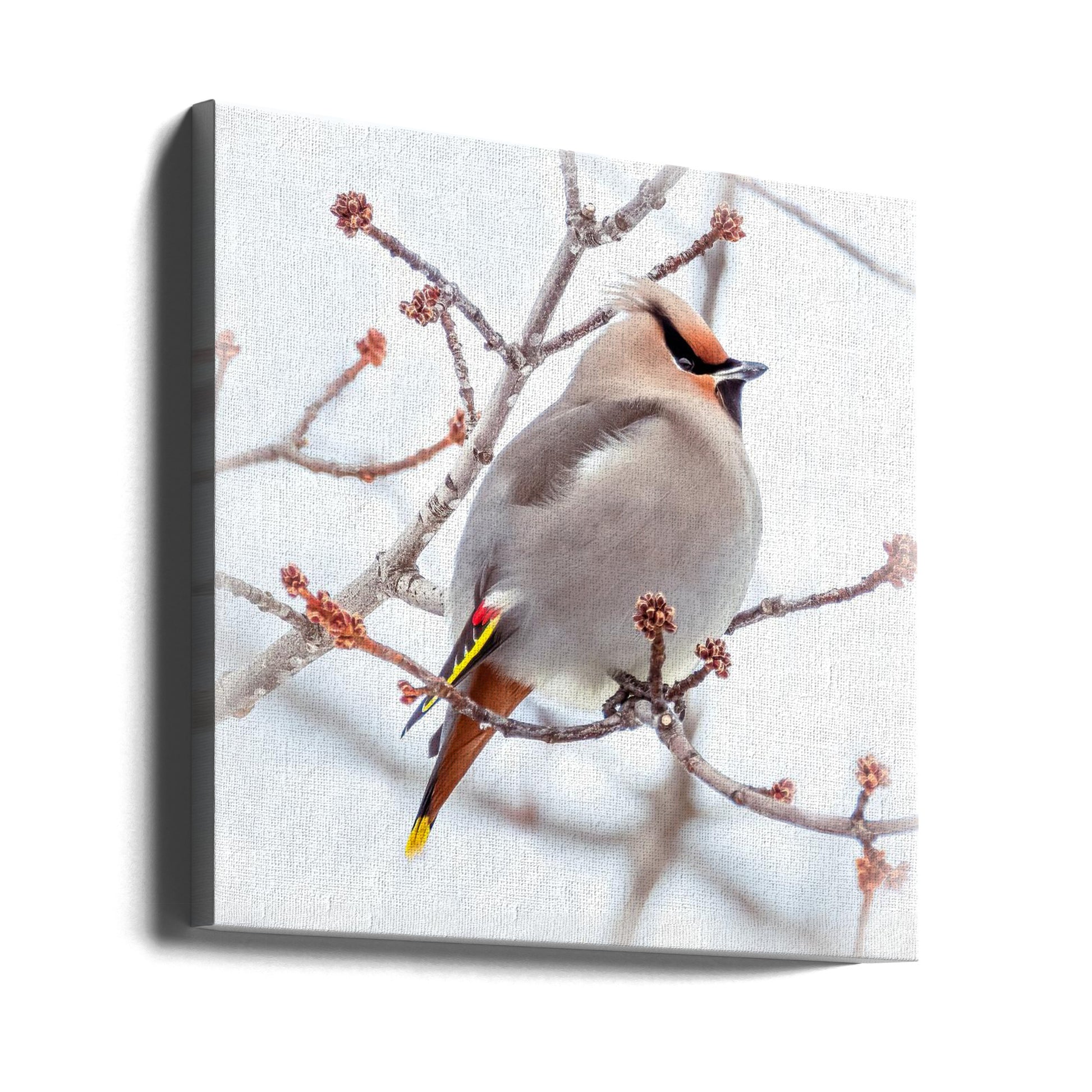 Pretty Waxwing by Kimberly | Bohemian Waxwing Bird, Large Canvas Wall Art Print | Artsy Earth