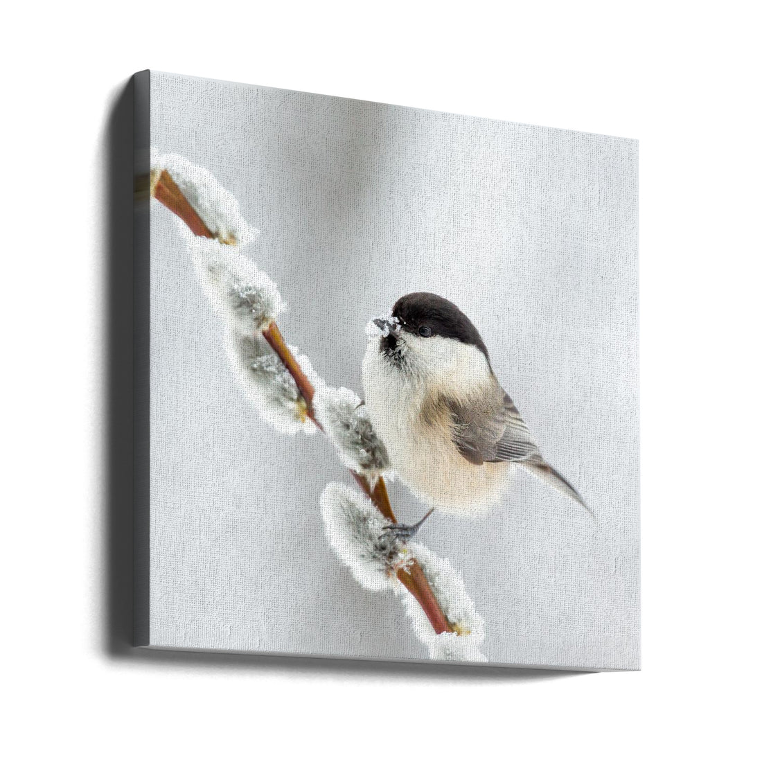 Willow tit in winter by Annie Keizer | Wild Winter Bird, Large Canvas Wall Art Print | Artsy Earth