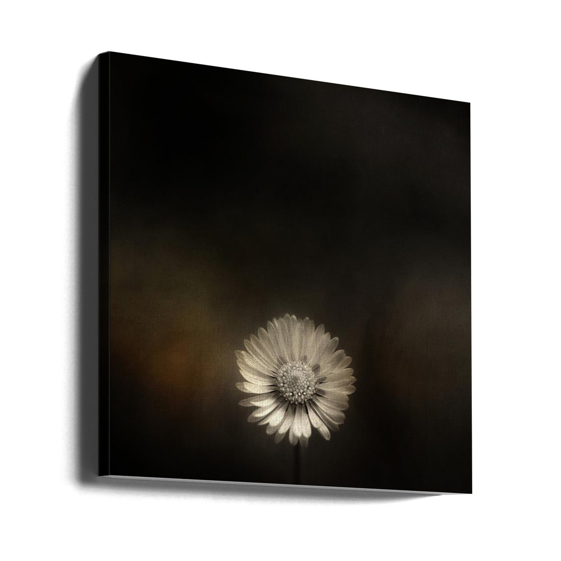 Small Bellis by Lotte Grønkjær | Floral Macro Close-up, Large Canvas Wall Art Print | Artsy Earth