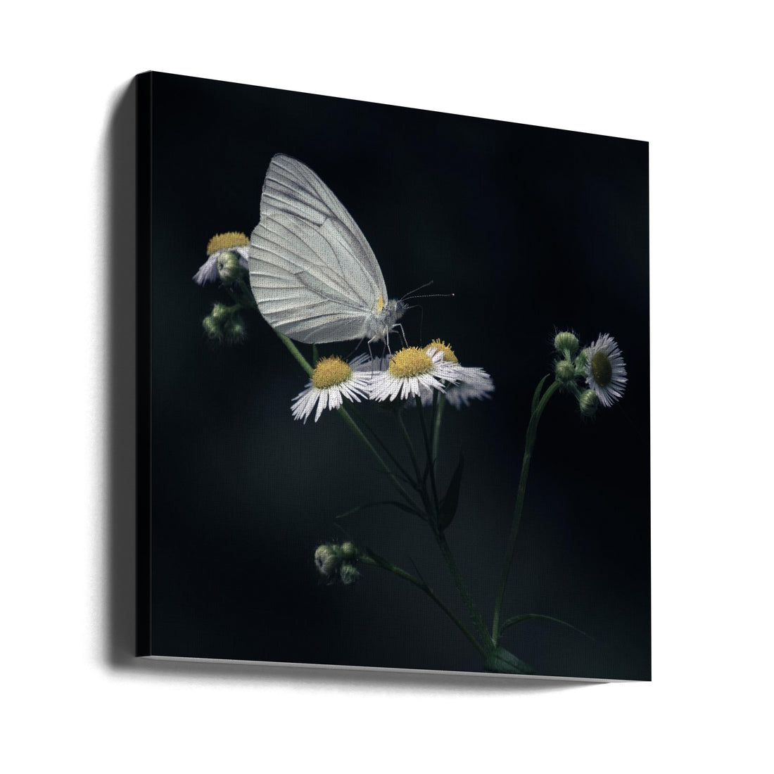 Colorful Butterfly by 市岡弘光 | Nature Macro Photography, Large Canvas Wall Art Print | Artsy Earth