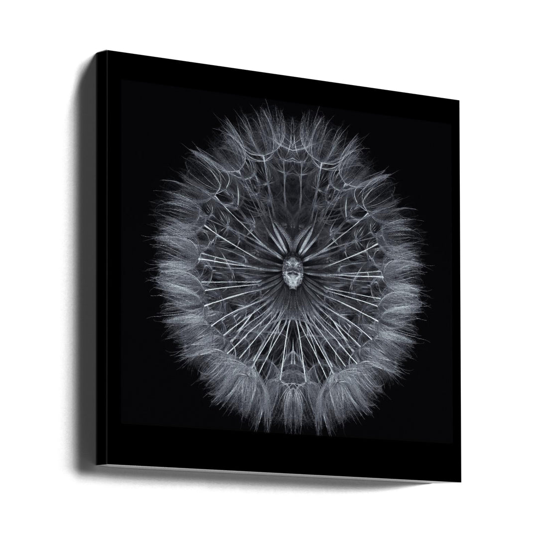 Salsify Flower by Penny Myles | Macro Botanical Monochrome, Large Canvas Wall Art Print | Artsy Earth