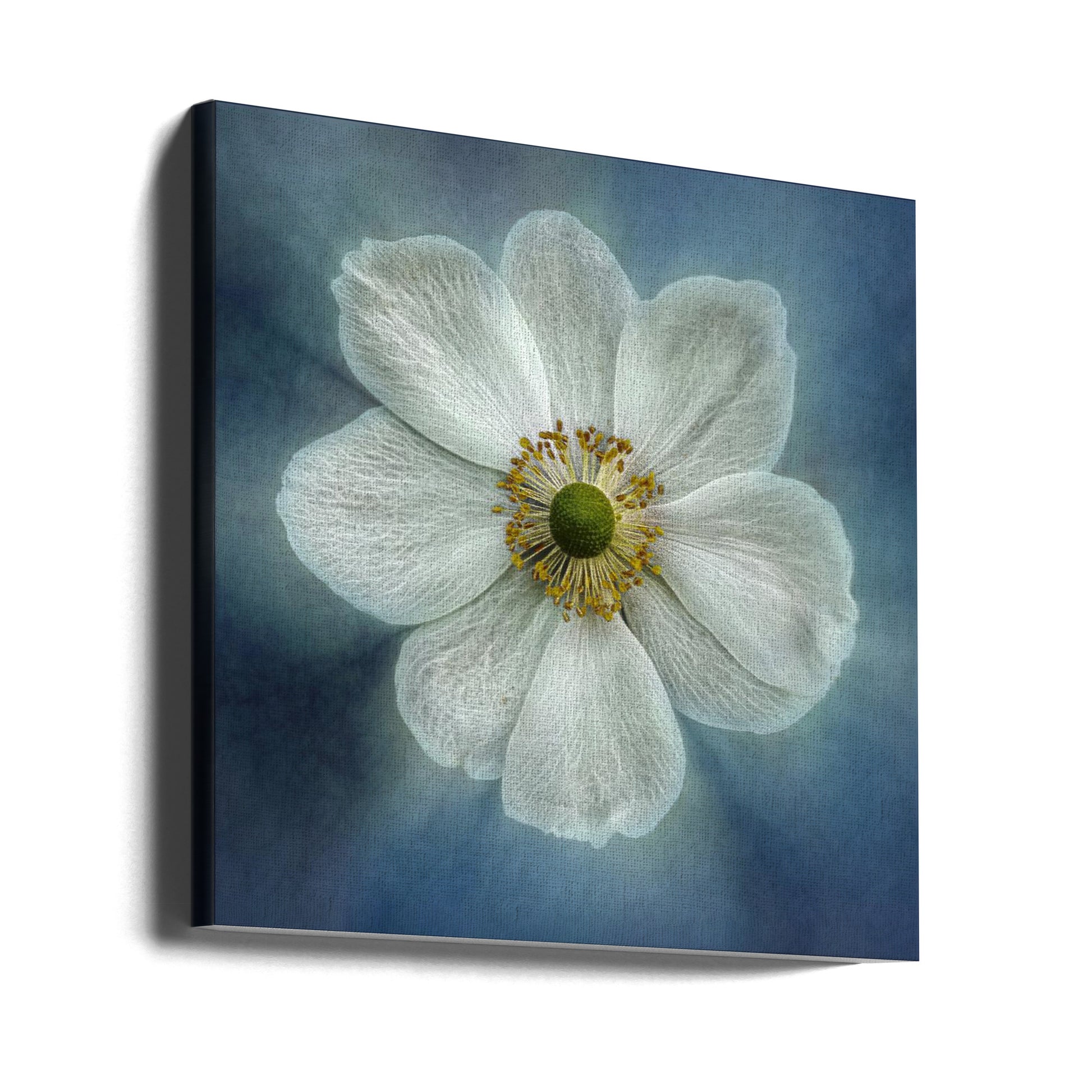 Artistic Anemone by Gilbert Claes | Botanical Floral Painterly, Large Canvas Wall Art Print | Artsy Earth