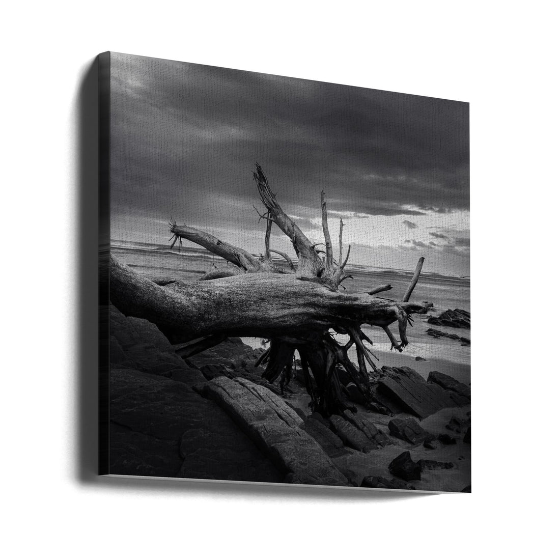 Arboreal Graveyard by Ray Truter | Coastal Beach Landscape, Large Canvas Wall Art Print | Artsy Earth