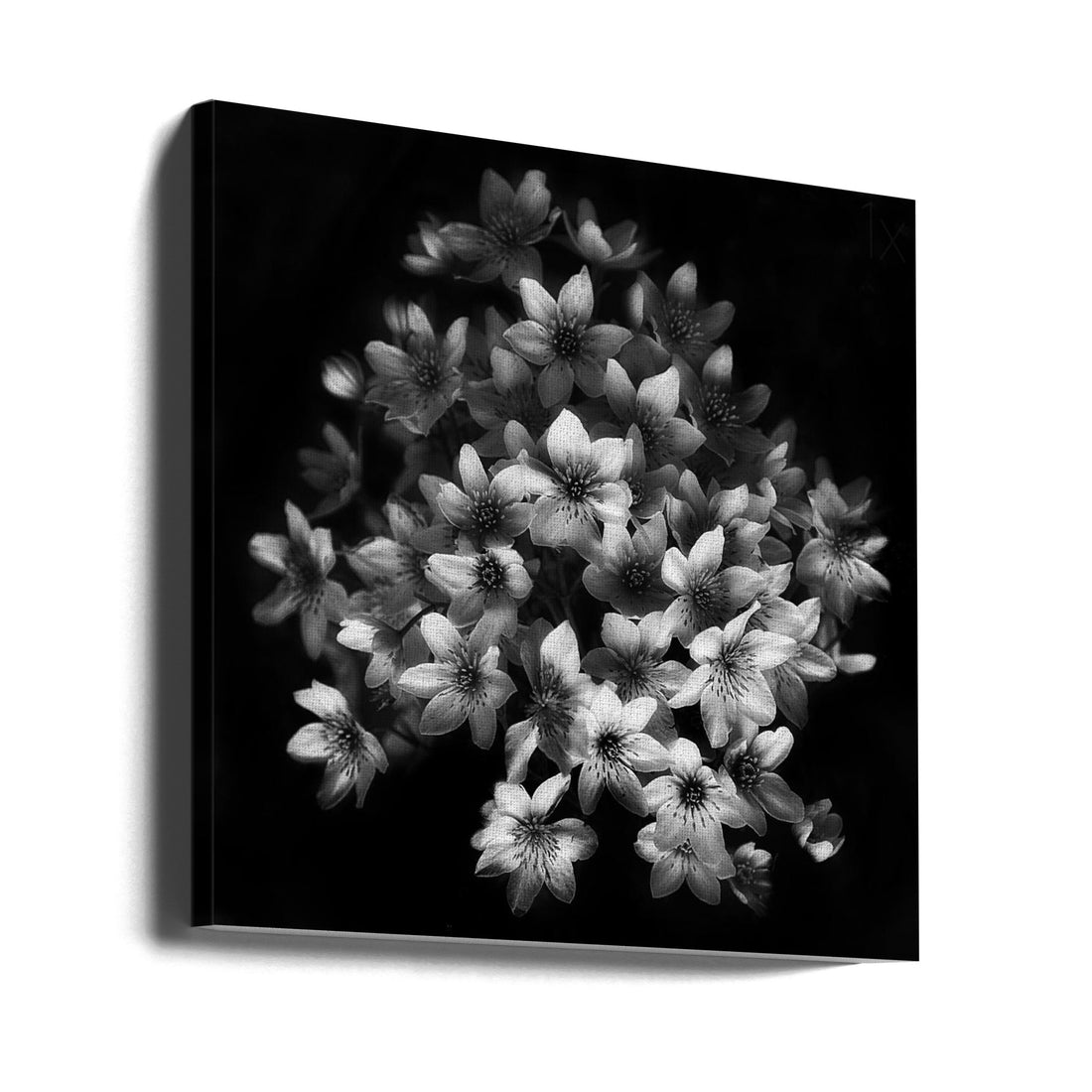 Early Sensation by Yvette Depaepe | Botanical Dark Contrast, Large Canvas Wall Art Print | Artsy Earth