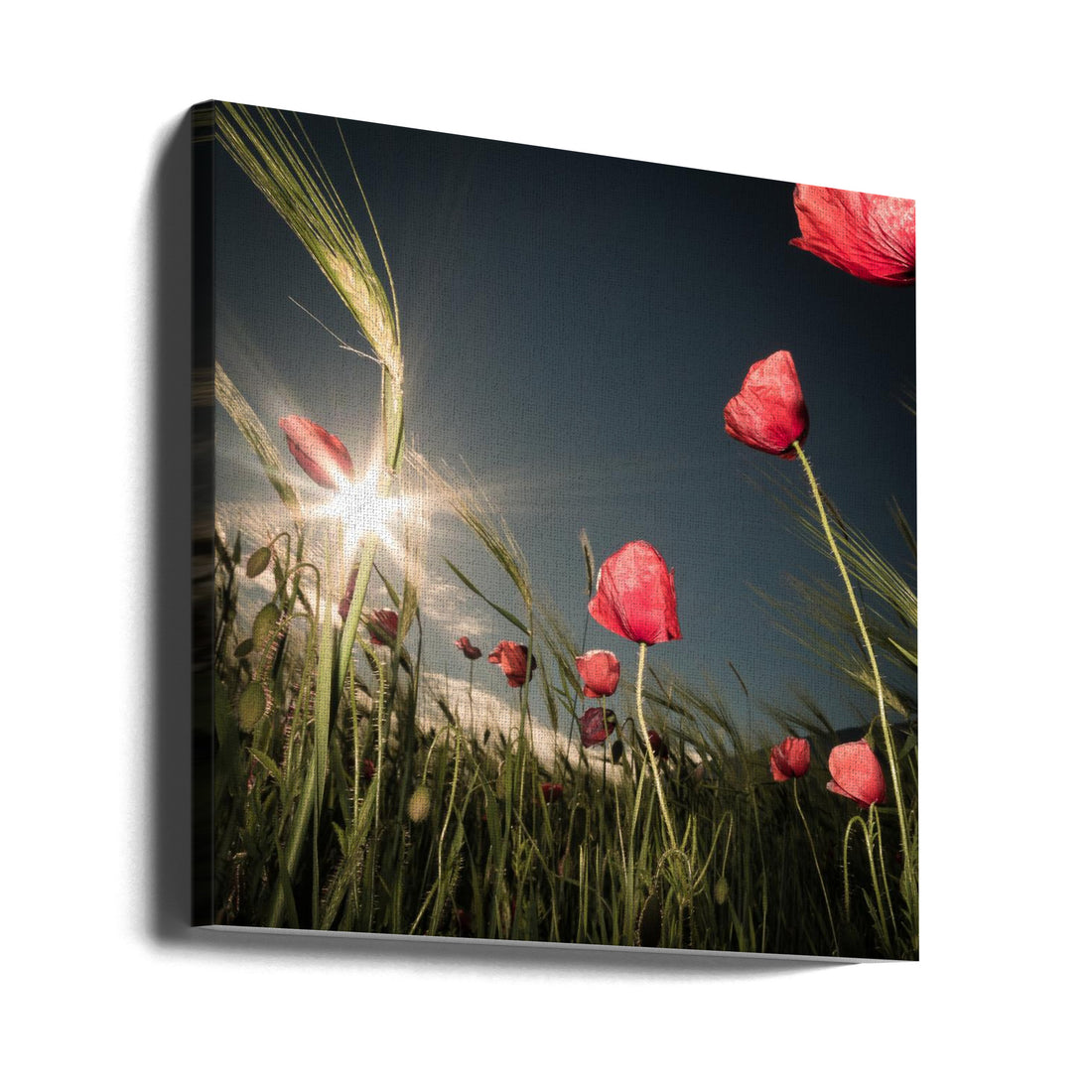 Summer is Here by Petra Dvorak | Red Poppy Field, Large Canvas Wall Art Print | Artsy Earth