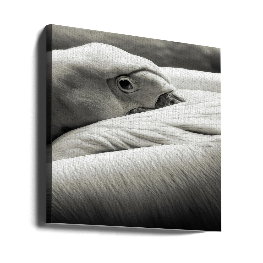 Black White Pelican by Riccardo Berg | Wildlife Bird Nature, Large Canvas Wall Art Print | Artsy Earth